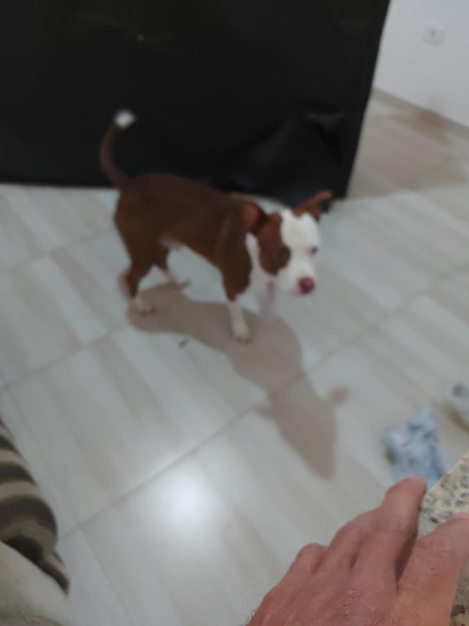 Willa Casa Dias Cabore - Espaco E Protecao A 5 Min Do Centro Historico Araquari Zewnętrze zdjęcie